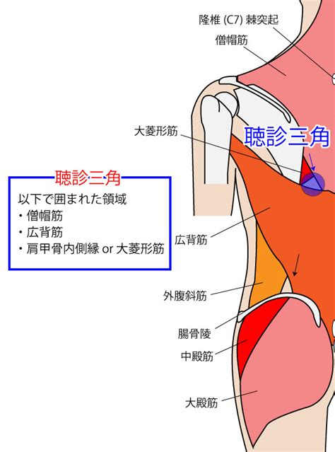 腰三角 構成|腰三角と聴診三角 ALLFORONE. 